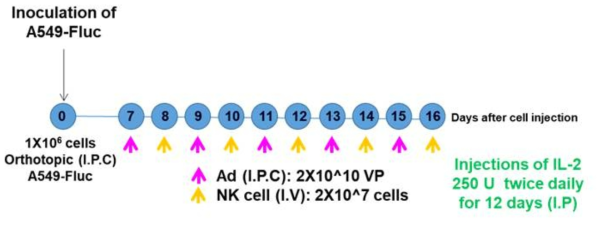 인간 폐암 동소이식 모델에 RdB/IL12/DCN 아데노바이러스와 human NK 병용 투여 방법 모식도