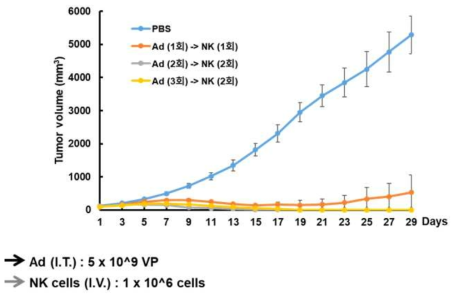 마우스 CT26 종양모델에서의 RdB/IL12/DCN 아데노바이러스와 mouse NK 세포 투여 횟수에 따른 항종양 효과 비교 검증