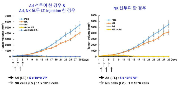 마우스 CT26 종양모델에서의 RdB/IL12/DCN 아데노바이러스와 mouse NK 세포 투여 순서 및 투여 경로에 따른 항종양 효과 비교 검증