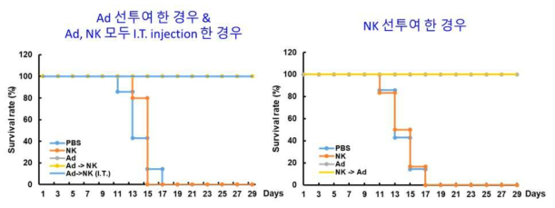 마우스 CT26 종양모델에서의 RdB/IL12/DCN 아데노바이러스와 mouse NK 세포 투여 순서 및 투여 경로에 따른 생존율 비교 검증