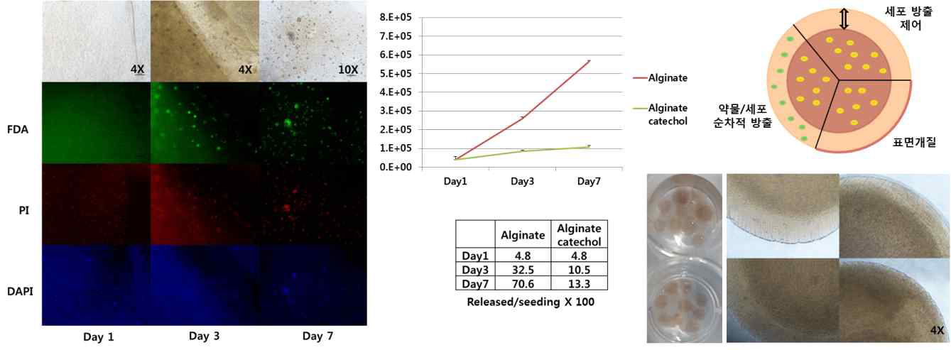 알긴산-카테콜을 이용한 core-shell의 세포방출 조절 시스템