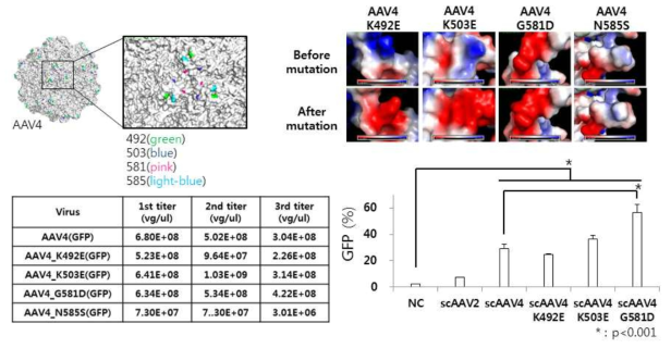 AAV4 3-fold 아미노산 위치 및 NK cell에 대한 유전자 전달 효율과 AAV 패키징 효율 비교