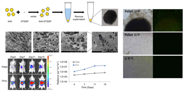 AAV-DTSSP pellet 제작과정, SEM 사진 및 in vitro, in vivo 결과