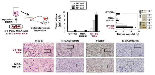 in vivo 실험을 통한 암 줄기 유사세포의 특성 확인