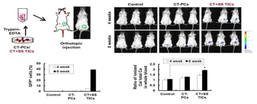 orthotopic injection을 통한 암 줄기세포의 특성 확인