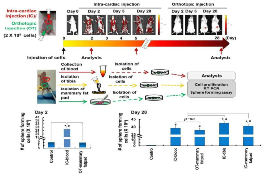 intra-cardiac injection을 통한 CTCs 암 줄기세포 확인