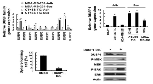 암 줄기 유사세포에서의 DUSP family 유전자 발현 확인 및 DUSP1의 암 줄기세포 특성 조절 확인