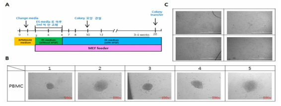 센다이 바이러스를 이용한 PBMC 유래 유도만능 줄기세포 확립