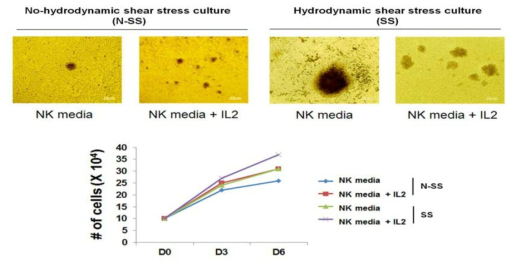 SS 배양방법을 통한 NK 세포의 생존률 향상