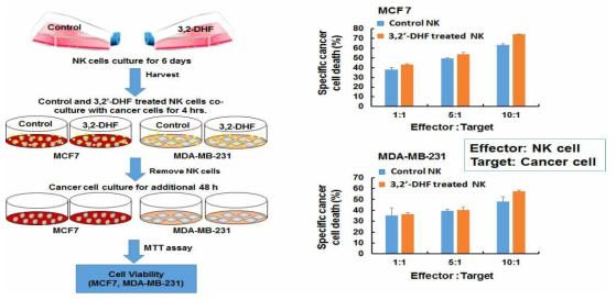 3,2‘-DHF를 처리하여 배양한 NK 세포의 암세포 사멸 기능 향상 효과 검증