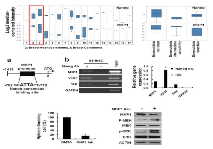 구축된 유방암줄기유사세포에서, MKP1과 Nanog의 상관관계가 있음을 밝히고, MKP1이 암줄기세포능에 연관이 있음을 확인