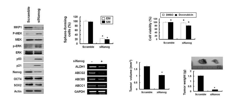 구축된 유방암줄기유사세포에서, Nanog의 knock down이 암줄기세포능을 저해시키는 것을 확인