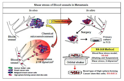 생체 내, 외 에서의 shear stress와 SS-ihS 기법의 관계 모식도