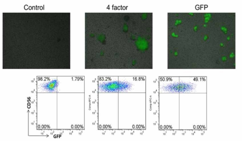 NK세포에 lenti virus를 이용하여, 적절한 infection조건을 확립함. FACS analysis를 통하여, GFP발현을 확인