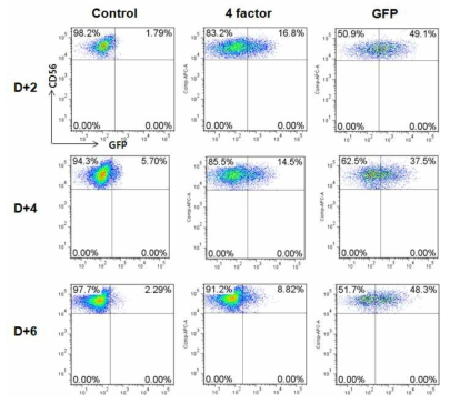 NK세포에 lenti virus를 이용하여, 적절한 infection조건을 확립함. FACS analysis를 통하여, GFP발현을 날짜별로 확인