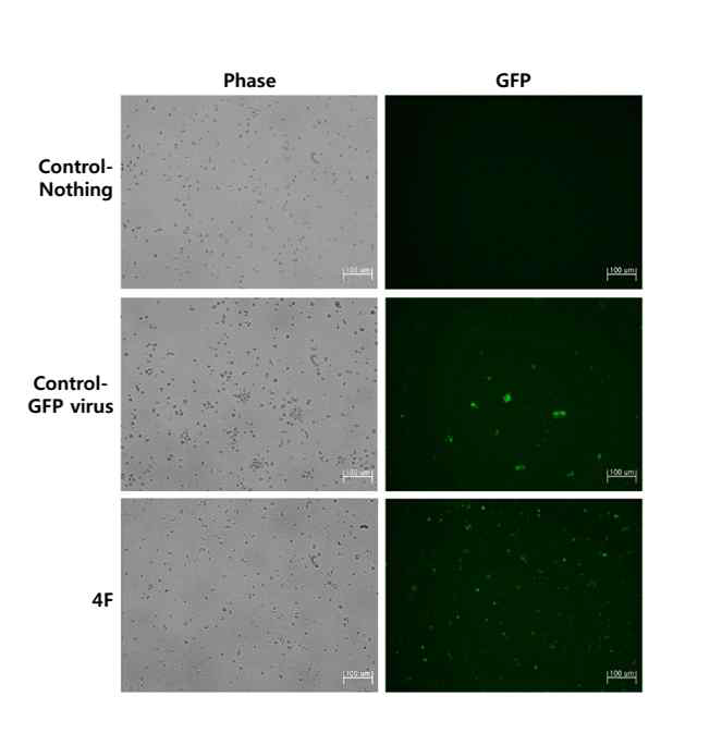 NK세포에 lenti virus를 이용하여, 4 factor를 infection. 유도만능 줄기세포를 만드는 실험을 실시함(3일 경과)