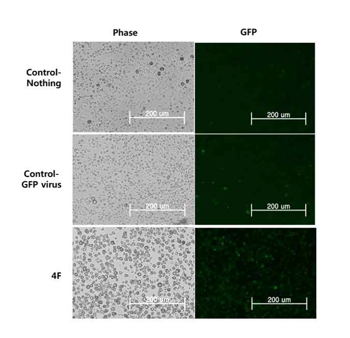 NK세포에 lenti virus를 이용하여, 4 factor를 infection. 유도만능 줄기세포를 만드는 실험을 실시함(20일 경과)