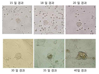 NK세포에 lenti virus를 이용하여, 4 factor를 infection. 유도만능 줄기세포를 만드는 실험을 실시함(15-40일 경과)