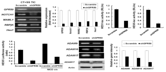 GPR50 knockdown의 Notch 신호 전달에서의 메커니즘 분석