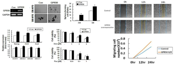 GPR50이 과발현된 유방암세포의 특성 분석
