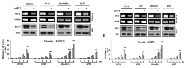 KRT19이 knockdown된 암세포에서의 증식률 비교