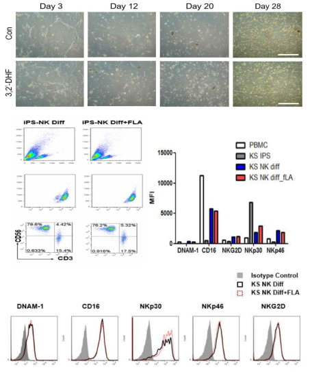 유도만능줄기세포유래 NK세포 분화 및 플라보노이드 효과 비교