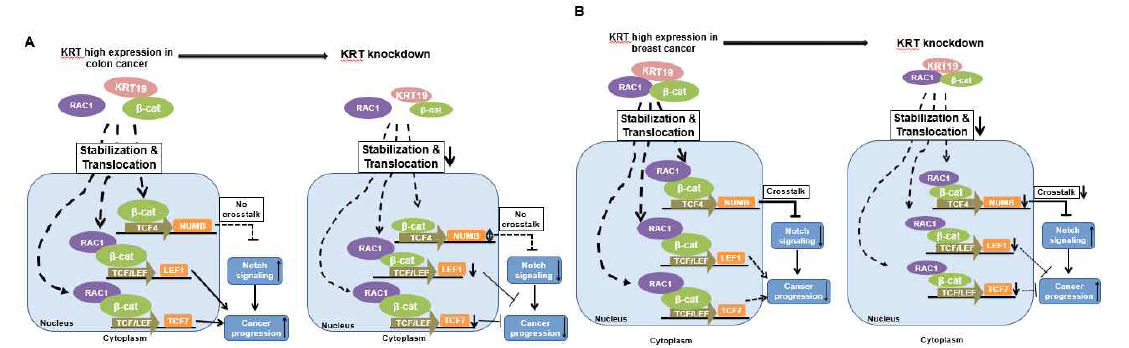 대장암과 유방암에서의 KRT 신호전달 모식도