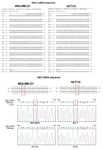 KRT mRNA 시퀀싱 결과