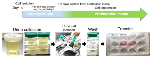소변줄기세포의 분리