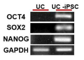 소변유래 세포유래 유도만능 줄기세포에서의 줄기능마커 확인