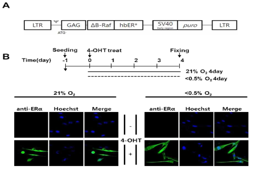 Oncogene 유도 노화모델 (Oncogene induced Senescence, OIS) 구축 (A) oncogene ΔB-Raf를 조건부 발현시키기 위한 플라스미드 구조. infection 을 통해 IMR90 lung firoblast에서 4-OHT 의존적으로 ΔB-Raf가 발현되도록 함 (IMR90 ΔB-Raf:ER 세포) . (B) OIS 모델 확인을 위한 4-OHT (100uM), 0.5% 저산소 처리 모식도 (위). ERα 항체를 이용한 면역형광염색을 통해 4-OHT와 저산소 배양에 따른 ΔB-Raf:ER의 발현을 확인함 (아래)