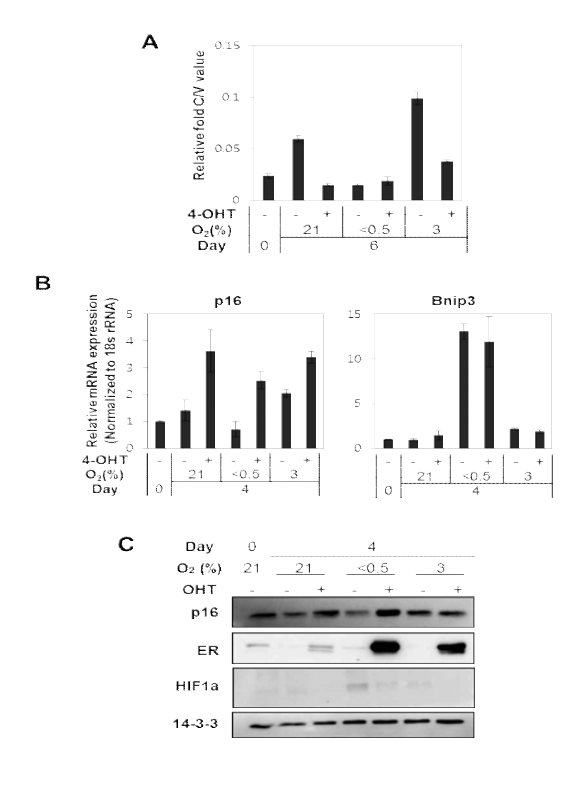 다양한 산소조건에서 ΔB-Raf가 세포성장과 CDK inhibitor, p16에 미치는 영향 (A) Crystal violet assay를 통해 세포 성장을 확인함. (B) p16 mRNA 발현을 qRT-PCR로 확인함. 발현 값은 18S rRNA로 보정하였으며 Bnip3는 저산소 대조군으로 확인함. (C) p16, ERα, HIF1α, 14-3-3γ에 대한 항체를 이용하여 웨스턴 블랏을 수행함