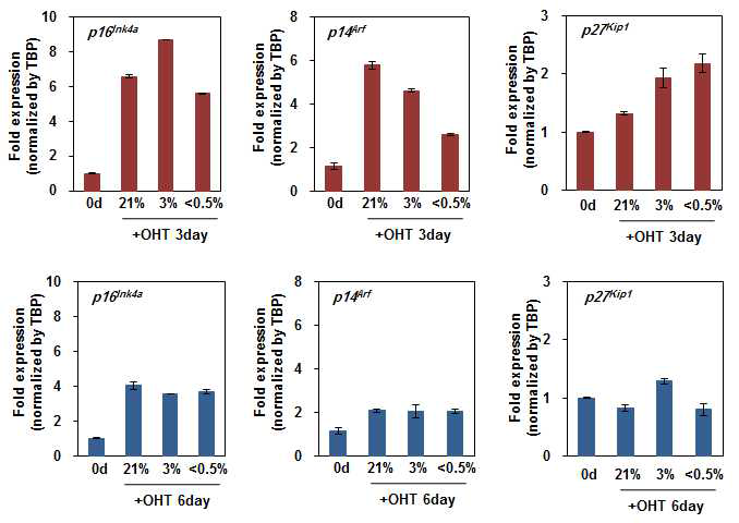 다양한 산소조건에서 ΔB-Raf가 CDK inhibitors에 미치는 영향 p16, p14, p27에 대한 qRT-PCR을 수행함. 각각의 발현값은 TBP mRNA 발현값으로 보정함