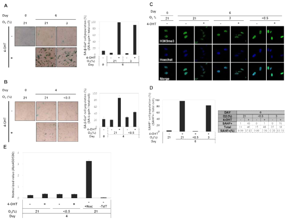 다양한 산소 조건에서의 노화마커 확인 (A) IMR90 ΔB-Raf:ER 세포에 3% 저산소와 4-OHT를 6일간 처리하여 노화마커인 senescence-associated b-galactosidase (SA-βgal) activity를 확인함. (B) 0.5% 저산소와 4-OHT를 4일간 처리하여 SA-βgal activity를 확인함. (C) H3K9me3 항체를 이용한 면역형광염색을 통해 SAHF를 확인함. (D) SAHF 양성인 세포를 백분율로 정량화함. (E) TUNEL assay를 통해 세포의 세포사멸을 확인함