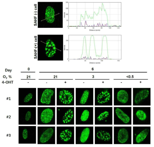 Heterochromatin Foci 형성의 비교를 위한 기준 ImageJ plugin의 RGB profiler 프로그램을 이용하여 신호강도의 분포를 측정함