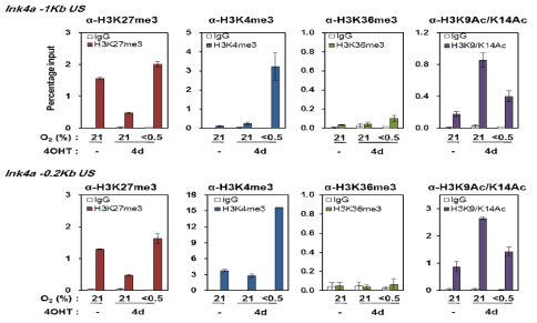 OIS 모델에 저산소를 처리하였을 때의 INK4a/ARF 유전자위의 히스톤 변형 분석 IMR90 ΔB-Raf:ER 세포를 정상산소와 저산소 조건에서 4-OHT를 4일간 처리한 뒤, 히스톤 변형에 대한 항체를 이용하여 ChIP 실험을 수행함. INK4a/ARF 유전자위의 프로모터 –1kb와 –0.2kb 부분을 PCR하는 primer를 제작하여 ChIP-qPCR을 수행함