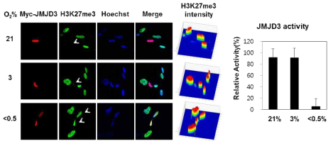 저산소 조건에서의 JMJD3의 촉매 활성 Myc-tagged JMJD3를 IMR90 세포에 transfection 한 뒤, 다양한 산소 조건을 16시간 처리하여 myc, H3K27me3 항체로 면역형광염색을 수행함 (왼쪽). 흰색 화살표는 JMJD3가 transfection 된 세포를 가리킴. Pseudo-Color 3D confocal fluorescence microscope를 이용하여 H3K27me3의 형광강도를 추정함 (가운데). [그림 8]의 방법을 통해 상대적인 JMJD3의 활성을 정량화함 (오른쪽)