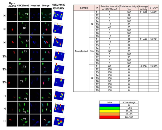 JMJD3 촉매 활성 비교 기준 transfection 되지 않은 세포의 H3K27me3 형광 강도를 100%로 정하고 JMJD3 transfection 된 세포의 H3K27me3의 상대적 강도를 추정함. [그림 7]의 오른쪽 그래프는 산소 조건당 9개의 JMJD3 transfection된 세포 결과의 평균값과 표준편차를 나타냄