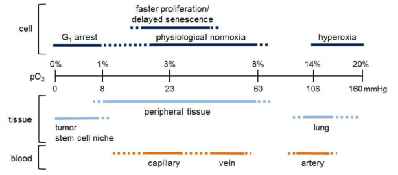 산소 농도에 따른 세포 반응 (상단) 과 조직 내 산소 농도 추정 값 (하단)