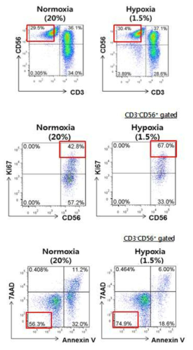 FACS 분석 그림11 의 PBMC (2)에 해당하는 배양 18일째 세포를 CD3, CD56 항체를 이용하여 FACS를 수행함. CD3-CD56+인 NK 세포의 %를 붉은색 사각형으로 표시함 (위). CD3-CD56+인 세포만 선별하여 Ki67 발현을 확인함. FACS 수행 당시, 세포분열 중인 NK 세포의 %를 붉은색 사각형으로 표시함 (가운데). CD3-CD56+인 세포만 선별하여 7AAD, Annexin V 항체를 이용하여 세포사멸을 확인함. FACS 수행 당시, 세포사멸이 일어나지 않는 NK 세포의 %를 붉은색 사각형으로 표시함 (아래)