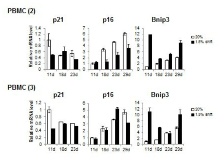 노화마커, 세포주기 억제 유전자의 mRNA 발현 확인 PBMC (2)와 (3)의 11일, 18일, 23일, 29일 째 배양한 세포의 RNA를 분리하여 세포주기 억제 유전자인 p21, 노화마커 유전자 p16, 저산소 발현증가 유전자 Bnip3에 대하여 qPCR을 수행함