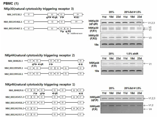 1.5%(5) 저산소 배양조건에서 증가하는 activating receptor의 transcripts의 발현 변화 조사 1.5% 저산소 배양조건에서 증가하게 나온 NKp30, NKp44, NKp46의 transcripts와 이들에 대한 primer 모식도. PBMC (1) 세포의 RNA에서 각각의 transcripts를 RT-PCR로 확인함