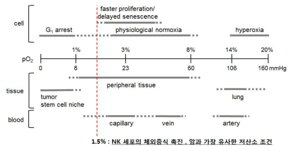 NK cell의 체외 증식 촉진과 활성 개선을 위한 최적의 산소배양조건