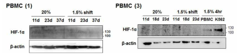 배양조건에 따른 HIF-1α 단백질 발현 확인 PBMC (1)과 (3)의 배양한 지 11, 18, 23, 37일째 세포의 단백질을 분리하여 HIF-1α 단백질에 대한 웨스턴 블랏을 수행함. PBMC (3)과 같이 수행한 웨스턴 블랏의 우측 lane 7, 8은 각각 20%에서 배양한지 16일째 되는 PBMC와 20%에서 배양중이던 K562 세포를 1.5% 저산소로 옮겨 4시간 배양한 샘플임