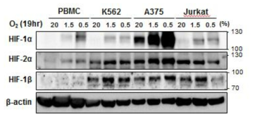 세포주에 따른 HIF-1α 단백질 양 확인 20%에서 배양한 지 16일 째 되는 PBMC와 20%에서 배양 중이던 K562, A375, Jurkat T 세포를 1.5% 저산소로 옮겨 19시간 배양함. 각 세포에서 단백질을 분리하여 HIF-1α, HIF-2α, HIF-1β에 대하여 웨스턴 블랏을 수행함