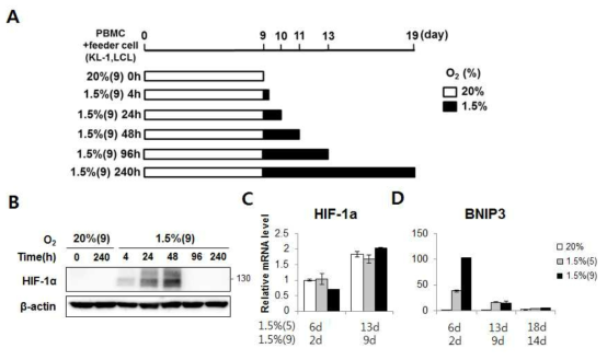 저산소 처리시간에 따른 HIF-1a, HIF-1a 타겟유전자 발현 조사 (A) 저산소 처리 모식도 (B) 저산소 처리시간에 따른 HIF-1a 단백질을 웨스턴 블랏을 통해 조사함 (C) 배양조건에 따른 HIF-1a mRNA 발현 (D) Bnip3 mRNA 발현을 qPCR로 정량화함