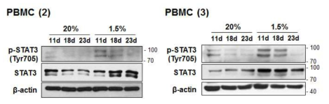 STAT3 단백질 발현 확인 PBMC (2)와 (3)의 배양 한 지 11, 18, 23째 되는 세포의 단백질을 분리하여 705번째 Tyr 잔기가 인산화된 STAT3와 STAT3의 발현을 확인함