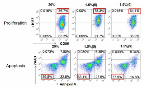 NK 세포의 성장능과 세포사멸 20%, 1.5%(5), 1.5%(9) 배양조 건으로 18일간 배양한 NK 세포(CD3-CD56+)를 Ki67 염색과 7AAD, AnnexinV 염색을 통해 proliferation, apoptosis를 확인함. 그래프의 붉은 상자로 표시한 부분은 각각 세포분열중인 세포(위)와 세포사멸이 일어나지 않은 세포(아래)의 비율임