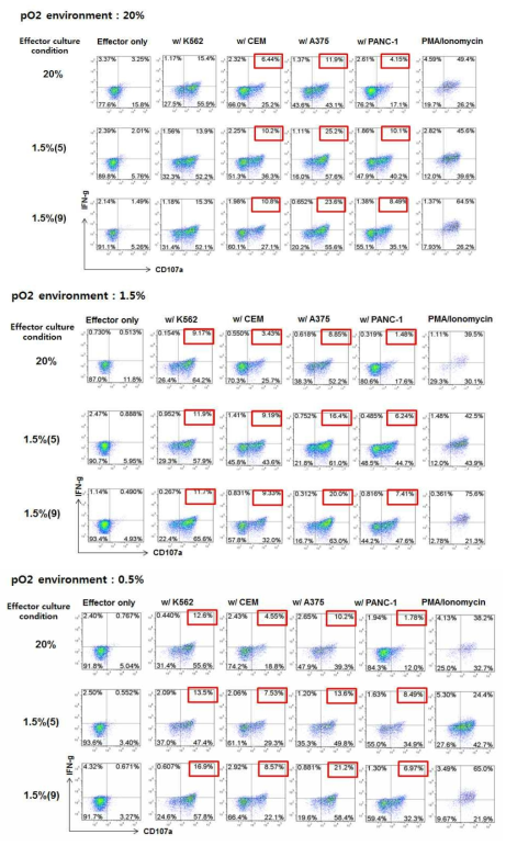 살상능 조사 - CD107a 분석 20%, 1.5%(5), 1.5%(9) 배양조건으로 18일간 배양한 PBMC 세포와 타겟암세포를 각각 20%, 1.5%, 0.5% 산소조건에서 6시간 반응시킨 뒤, CD3-CD56+인 NK 세포막에 표지된 CD107a와 세포내의 IFNγ 양을 측정함