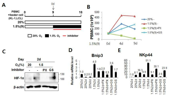 HIF-1a 억제제에 의한 NK cell의 변화 (A) HIF-1a 억제제 처리에 대한 모식도. 정상산소에서 9일간 배양 후, 1.5% 저산소 조건으로 옮김과 동시에 억제제 처리함. (B) 각 조건의 세포수를 세어 성장그래프 그림. (C) 웨스턴블랏을 통해 HIF-1a 단백질 발현 확인함. (D) qPCR을 통해 Bnip3(D)와 NKp44(E)의 발현변화 확인함